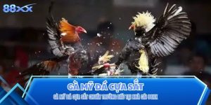Gà Mỹ Đá Cựa Sắt Chuẩn Trường Đấu Tại Nhà Cái 88XX