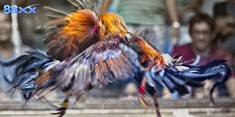Hòa mình vào không khí sôi động đá gà 88XX